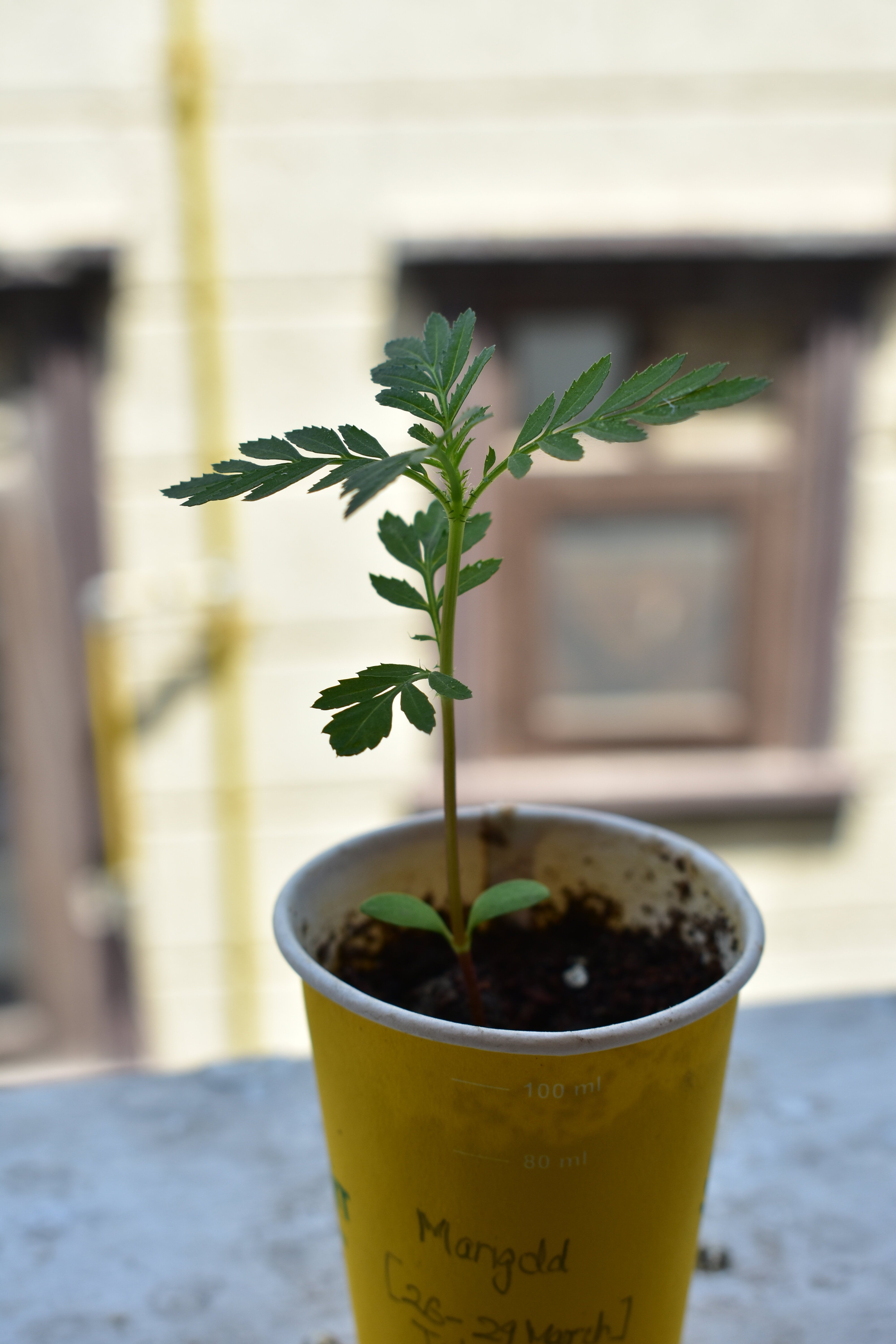 Link to Marigolds