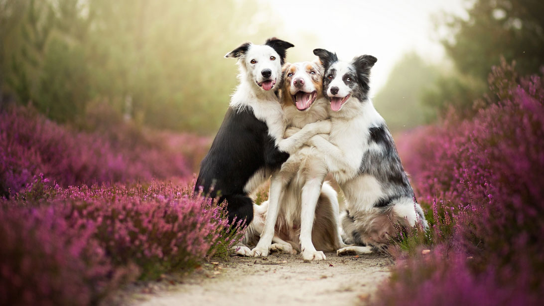 Link to Doggedly Dogged Dog