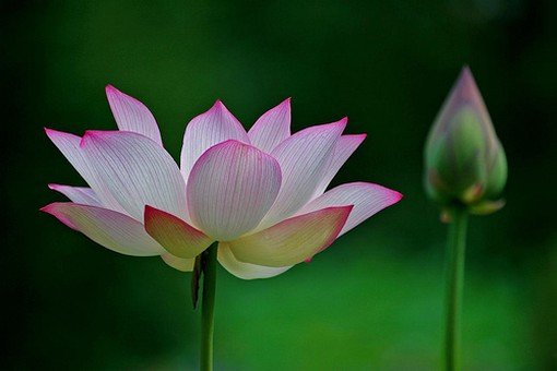 Link to The bud and the flower